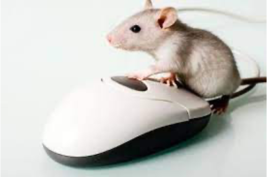 mouse mousing